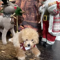 Teddy bear, a male Poodle - Toy  for sale in Pineville, LA – 1 of 2