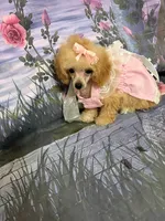 Danielle, a female Poodle - Toy  for sale in Pineville, LA – 2 of 2