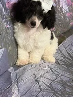 Isabell, a female Poodle - Toy  for sale in Pineville, LA – 1 of 1