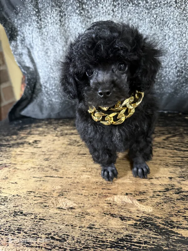 Koby – Poodle - Toy  puppy for sale in Pineville, LA