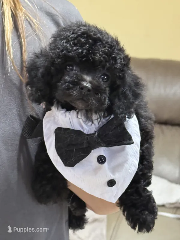 Hunter – Poodle - Toy  puppy for sale in Pineville, LA