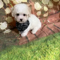 Taysom, a male Poodle - Toy  for sale in Pineville, LA – 3 of 3