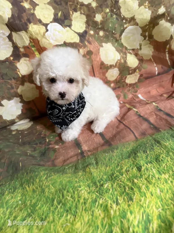 Taysom – Poodle - Toy  puppy for sale in Pineville, LA
