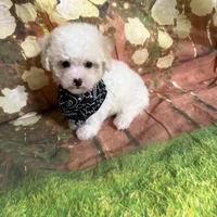 Taysom, a male Poodle - Toy  for sale in Pineville, LA – 1 of 3