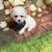 Taysom, a male Poodle - Toy  for sale in Pineville, LA – 2 of 3