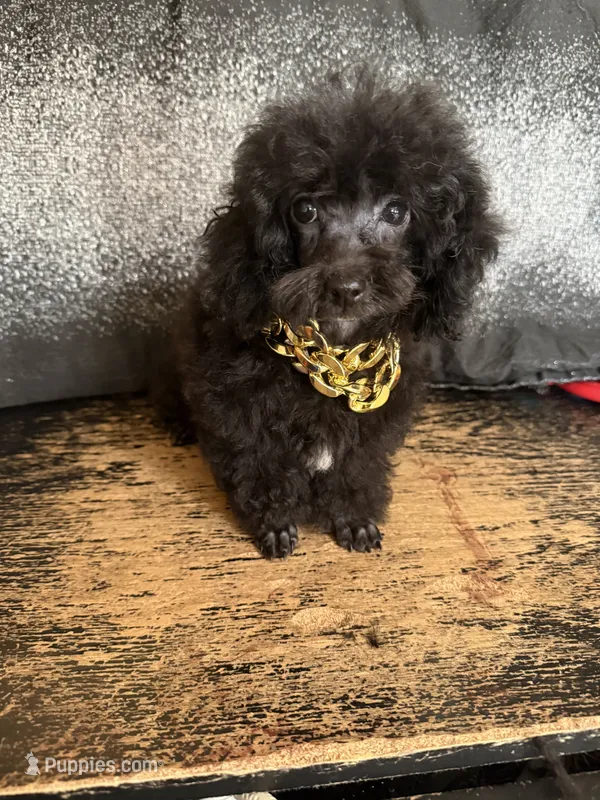 Brett – Poodle - Toy  puppy for sale in Pineville, LA