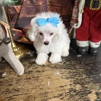 Pretty girl, a female Poodle - Toy  for sale in Pineville, LA – 2 of 2
