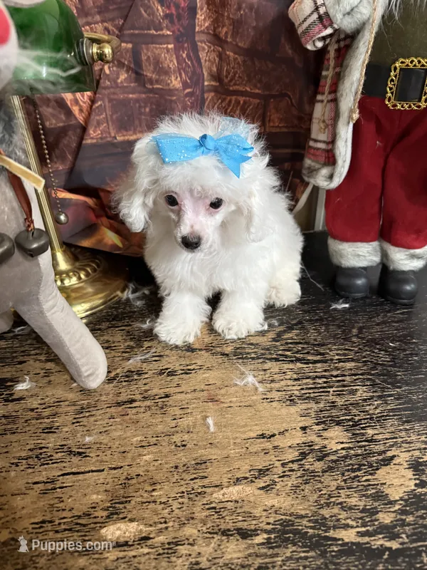 Pretty girl – Poodle - Toy  puppy for sale in Pineville, LA