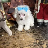 Pretty girl, a female Poodle - Toy  for sale in Pineville, LA – 1 of 2