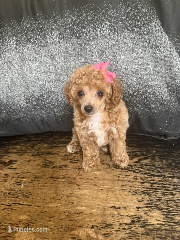 Faith – Poodle - Toy  puppy for sale in Pineville, LA