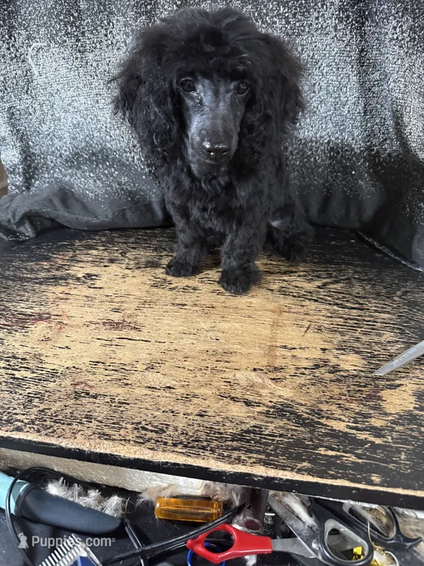 Dustin – Poodle - Toy  puppy for sale in Pineville, LA
