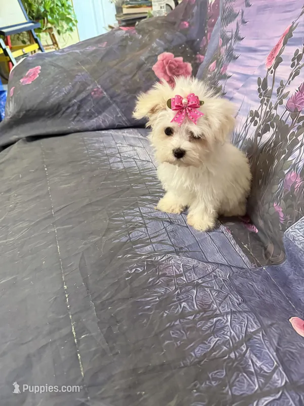 Catherine – Maltese puppy for sale in Pineville, LA