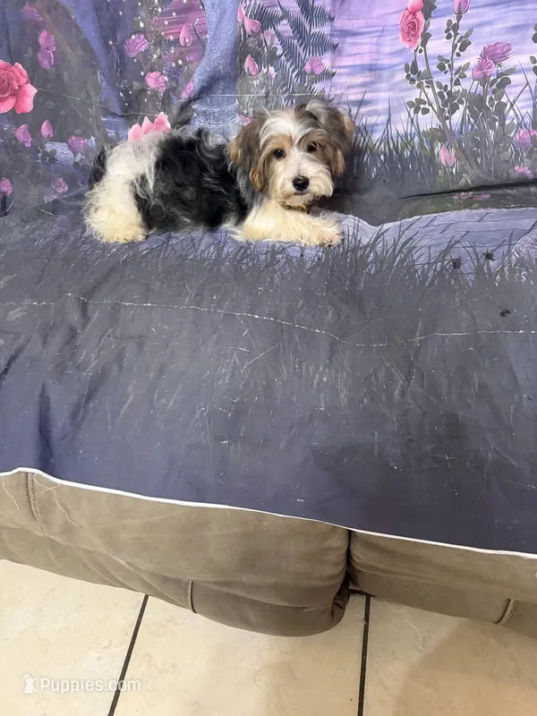 Lou – Yorkshire Terrier puppy for sale in Pineville, LA