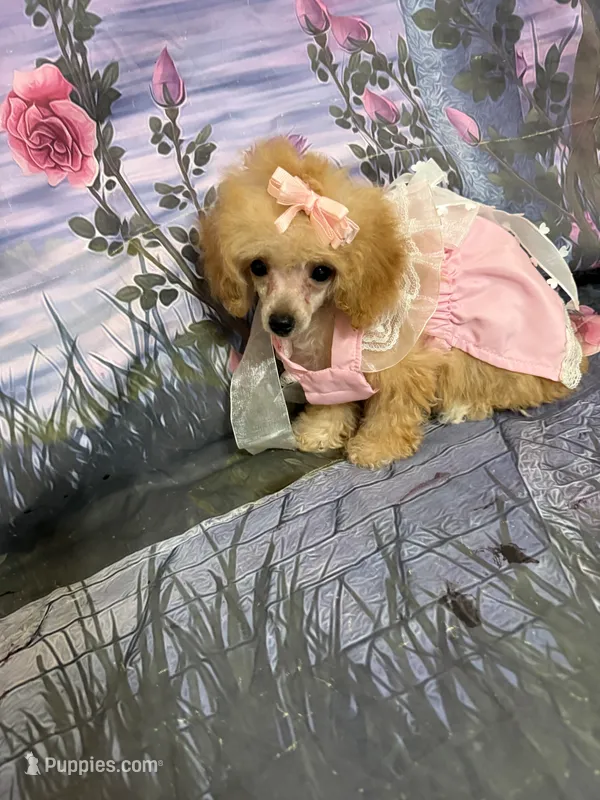 Danielle – Poodle - Toy  puppy for sale in Pineville, LA