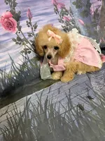 Danielle, a female Poodle - Toy  for sale in Pineville, LA – 1 of 2