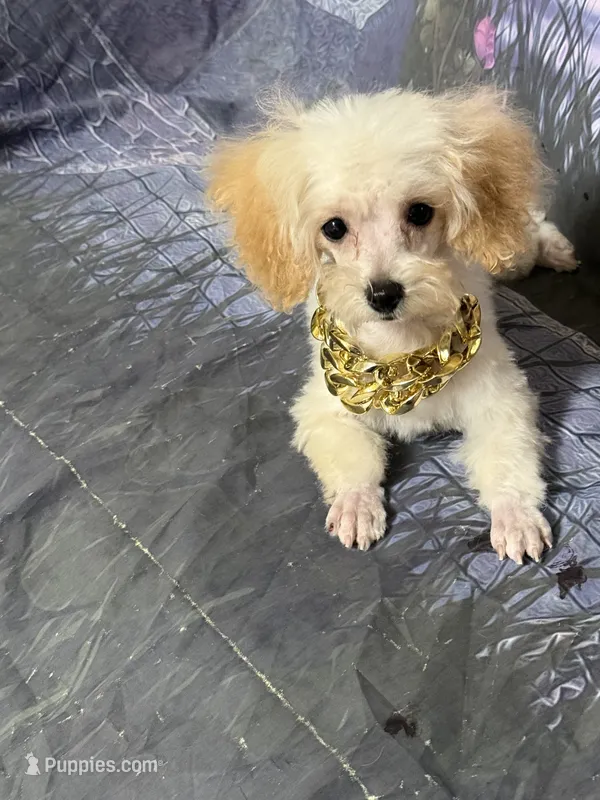 Marco, a male Poodle - Toy  for sale in Pineville, LA – 1 of 1