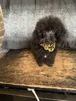 Brett, a male Poodle - Toy  for sale in Pineville, LA – 2 of 2
