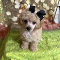 Greta, a female Poodle - Toy  for sale in Pineville, LA – 2 of 3