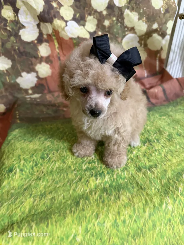 Greta – Poodle - Toy  puppy for sale in Pineville, LA
