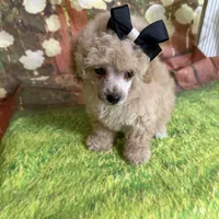 Greta, a female Poodle - Toy  for sale in Pineville, LA – 1 of 3