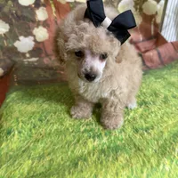 Greta, a female Poodle - Toy  for sale in Pineville, LA – 3 of 3