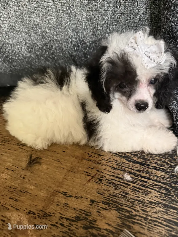 Autumn – Poodle - Toy  puppy for sale in Pineville, LA