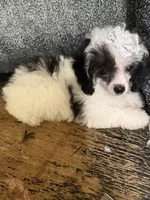 Autumn, a female Poodle - Toy  for sale in Pineville, LA – 1 of 1