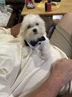 Tucker, a male Maltese for sale in Pineville, LA – 1 of 1