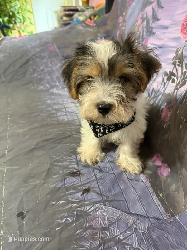 Axl – Yorkshire Terrier puppy for sale in Pineville, LA