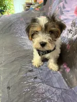 Axl, a male Yorkshire Terrier for sale in Pineville, LA – 1 of 1