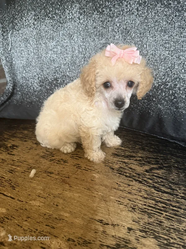 Chasity – Poodle - Toy  puppy for sale in Pineville, LA