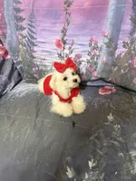 Alana, a female Maltese for sale in Pineville, LA – 2 of 4