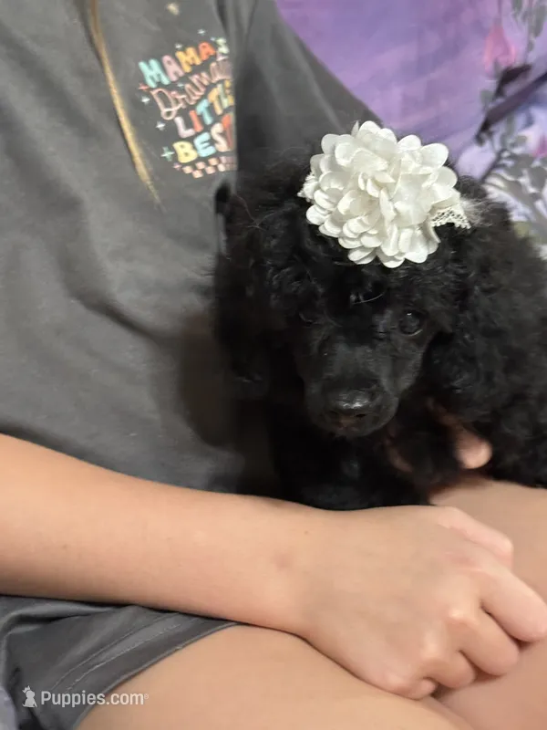 Jenny – Poodle - Toy  puppy for sale in Pineville, LA