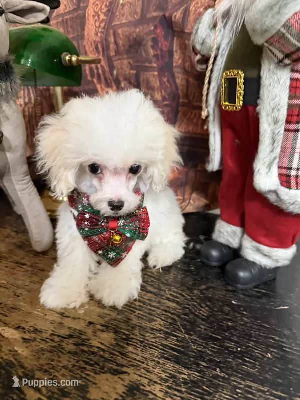 Noah – Poodle - Toy  puppy for sale in Pineville, LA