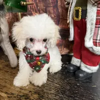 Noah, a male Poodle - Toy  for sale in Pineville, LA – 1 of 3