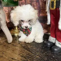 Noah, a male Poodle - Toy  for sale in Pineville, LA – 3 of 3