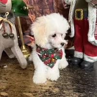 Noah, a male Poodle - Toy  for sale in Pineville, LA – 2 of 3