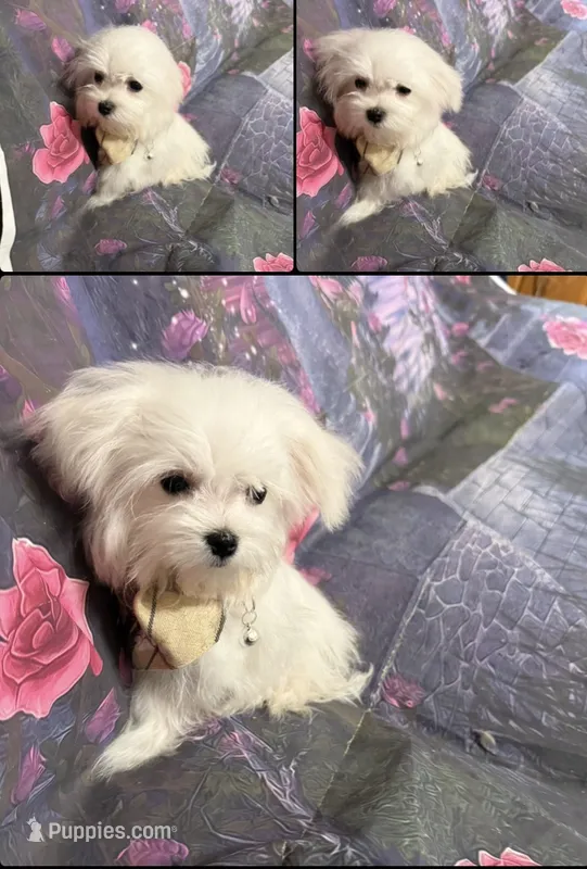 Feisty – Maltese puppy for sale in Pineville, LA