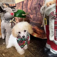Noel, a female Poodle - Toy  for sale in Pineville, LA – 3 of 3