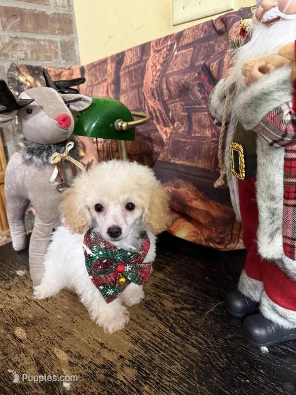 Noel – Poodle - Toy  puppy for sale in Pineville, LA