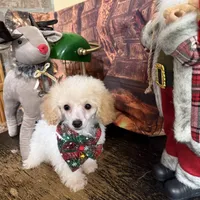 Noel, a female Poodle - Toy  for sale in Pineville, LA – 1 of 3