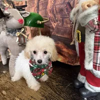 Noel, a female Poodle - Toy  for sale in Pineville, LA – 2 of 3