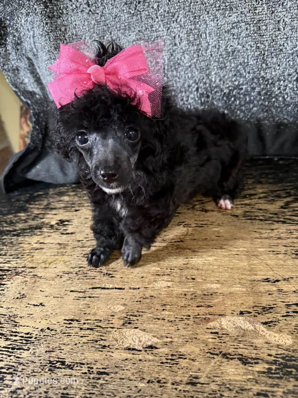 Alana – Poodle - Toy  puppy for sale in Pineville, LA