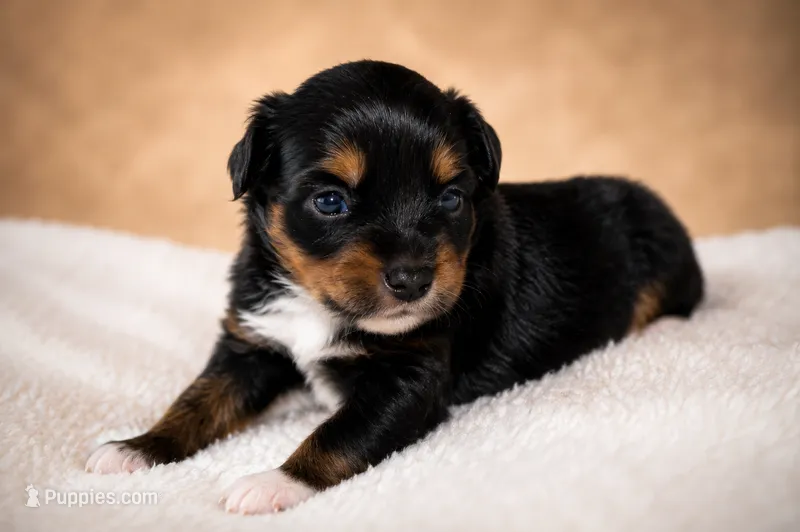 Ember – Miniature Australian Shepherd, Toy Australian Shepherd puppy for sale in Stewartville, MN