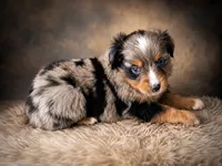 Patriot, a male Miniature Australian Shepherd and Toy Australian Shepherd for sale in Stewartville, MN – 5 of 9
