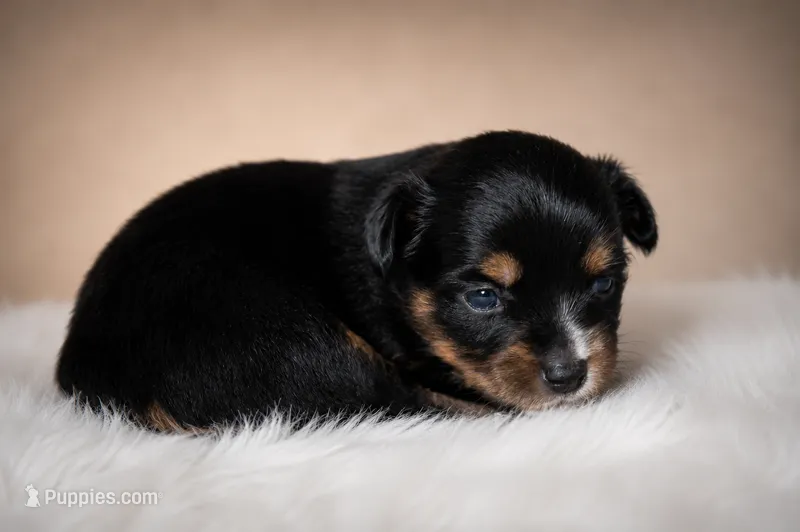Liberty – Miniature Australian Shepherd, Toy Australian Shepherd puppy for sale in Stewartville, MN