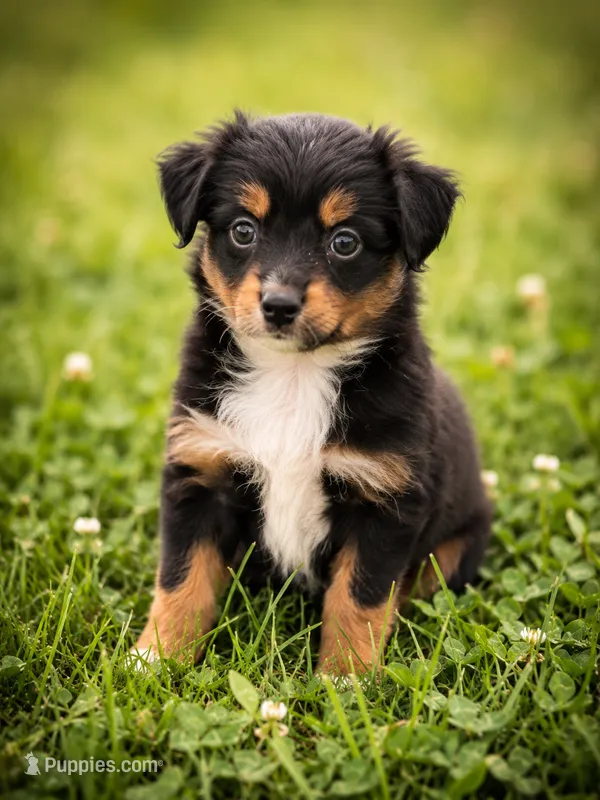 Liberty – Miniature Australian Shepherd, Toy Australian Shepherd puppy for sale in Stewartville, MN