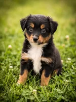Liberty, a female Miniature Australian Shepherd and Toy Australian Shepherd for sale in Stewartville, MN – 1 of 8