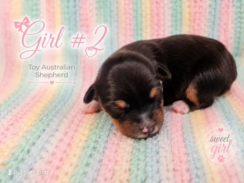 Ember – Miniature Australian Shepherd, Toy Australian Shepherd puppy for sale in Stewartville, MN