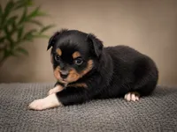 Ember, a female Miniature Australian Shepherd and Toy Australian Shepherd for sale in Stewartville, MN – 3 of 7